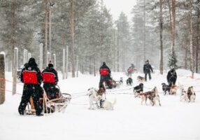 Rekikoiraopas Rovaniemi